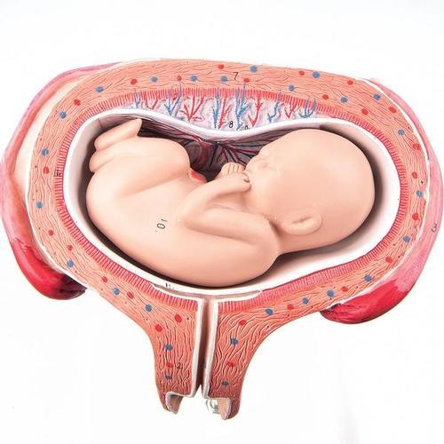 Fetus, 5. Monat, Rückenlage