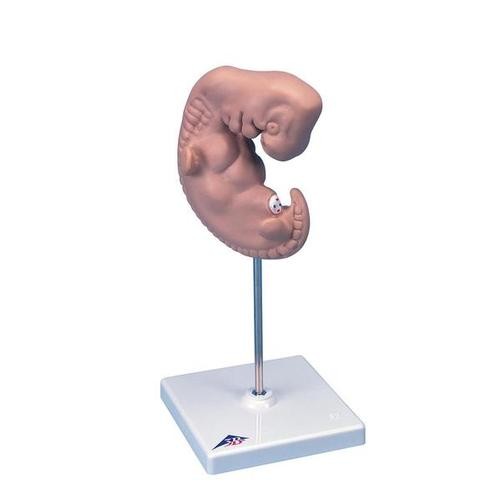 Embryo, 25-fache Größe