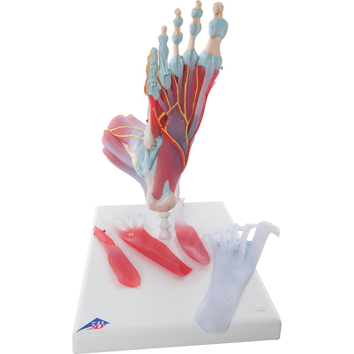 Modell des Fußskeletts mit Bändern und Muskeln
