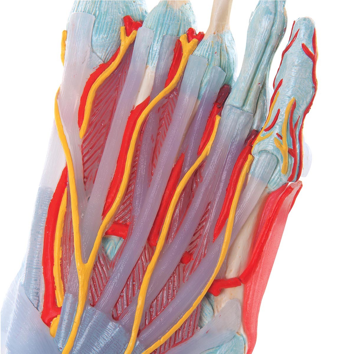 Modell des Fußskeletts mit Bändern und Muskeln