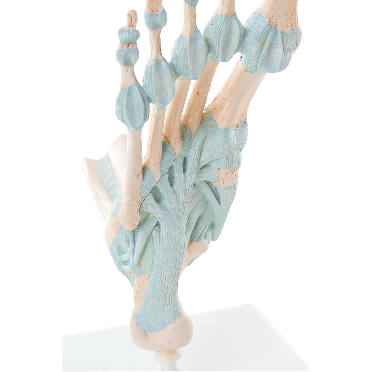 Modell des Fußskeletts mit Bändern