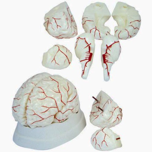 Gehirn Modell mit Arterien 