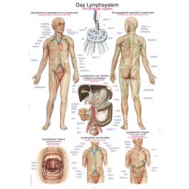 Lehrtafel „Das Lymphsystem“