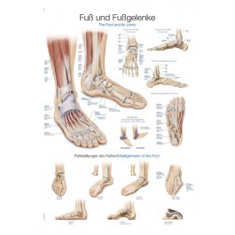 Lehrtafel „Fuß und Fußgelenke“