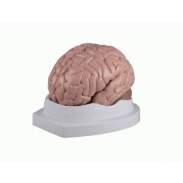 Gehirn Modell