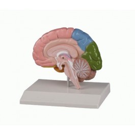 Gehirn Modell 