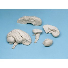 Gehirn Modell - Soft