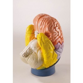 Gehirn Modell   