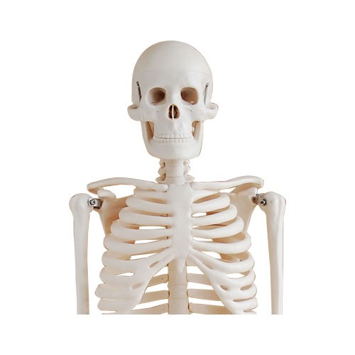 Skelett Modell 85cm mit Stativ