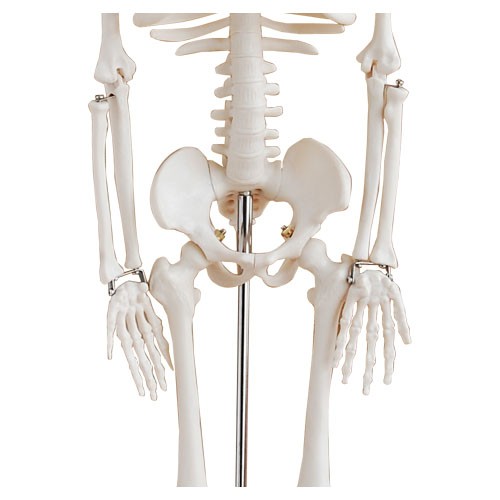 Skelett Modell 85cm mit Stativ