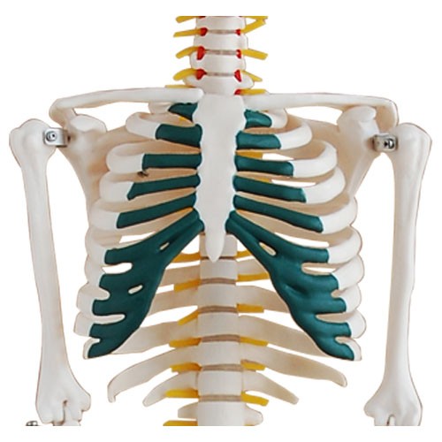 Skelett Modell mit Spinalnerven