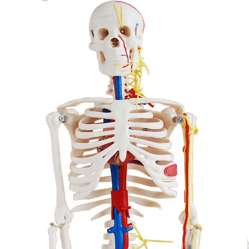 Skelett Modell