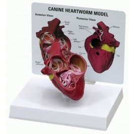 Hundeherz mit Herzwurm