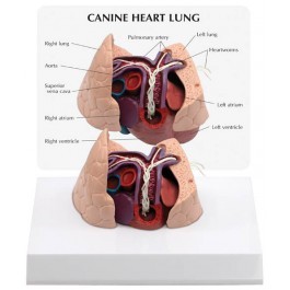 Hundeherz und -Lunge mit Herzwurm