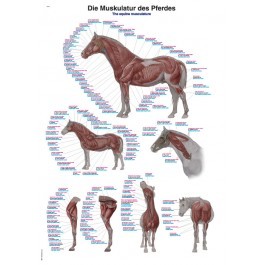 Lehrtafel „Die Muskulatur des Pferdes“