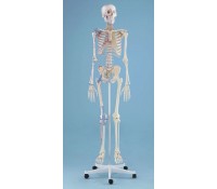 Skelett Modell  „Bert“ mit Muskelmarkierungen und Bandapparat