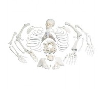 Skelett, unmontiert, komplett mit 3-teiligem Schädel