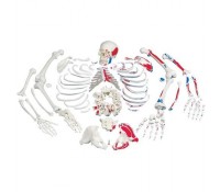 Skelett mit Muskeldarstellung, unmontiert
