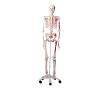 3B Klassik-Skelett Max mit Muskeldarstellung, auf 5-Fuß-Rollenstativ