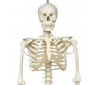 Skelett-Modell Phil, Physiologisches Skelett auf Hängestativ
