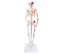 Mini Skelett Modell „Shorty“ mit Muskelbemalung, auf Sockel