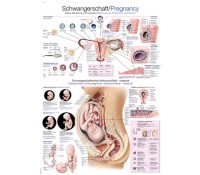 Lehrtafel „Schwangerschaft“