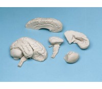 Gehirn Modell - Soft