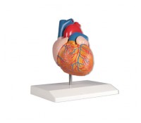 Herzmodell, natürliche Größe, 2 Teile