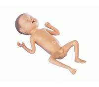 Frühgeborenen-Modell, 24 Wochen alt