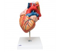 Herz mit Luft- und Speiseröhre, 2-fache Größe, 5-teilig