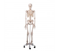 Skelett Stan 