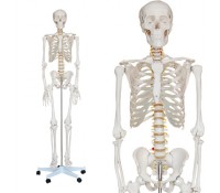 Skelett Modell
