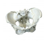 Weibliches Becken-Skelett mit Bändern