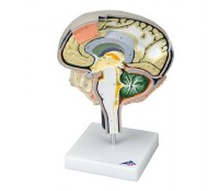 Gehirn Modell - Gehirnschnitt
