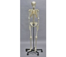 Heranwachsenden-Skelett