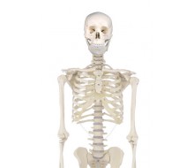 Skelett Modell  „Willi“