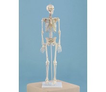  Miniatur-Skelett „Daniel“ mit Muskelmarkierungen 