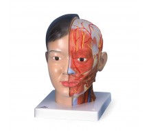 Asiatischer Kopf mit Hals, 4-teilig