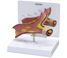 Arterienmodell
