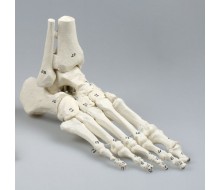 Fuß Skelett nummeriert