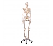Skelett Modell Fred, Luxus Skelett  auf 5-Fuß-Rollenstativ