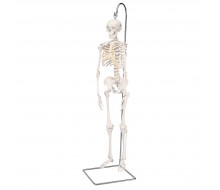 Mini Skelett Modell „Shorty“, auf Hängestativ