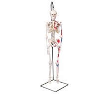 Mini-Skelett „Shorty“ mit Muskelbemalung, auf Hängestativ