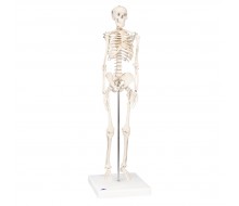 Mini Skelett Modell „Shorty“, auf Sockel