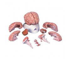 Gehirn Modell mit Arterien