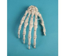 Handskelett mit Knochennummerierung