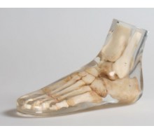 Röntgenphantom Fuß, transparent