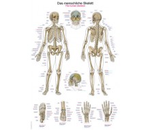 Lehrtafel „Das menschliche Skelett“