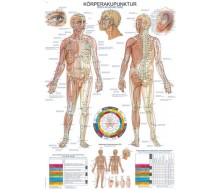 Lehrtafel „Körperakupunktur“