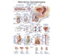 Lehrtafel „Männliche Genitalorgane“